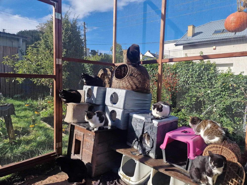 Koty z azylu błagają o domy