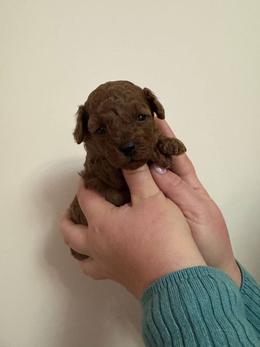 Той пудель Ред Браун