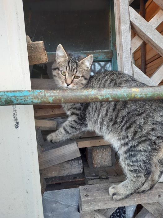 Шукаємо люблячі родини для двох члопчиків