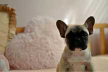 Buldog francuski ZkwP FCI -Sunia