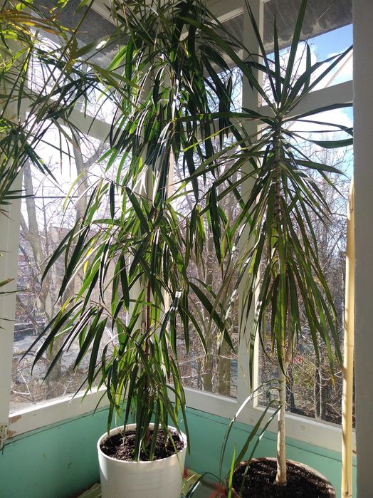 Продам комнатные растения