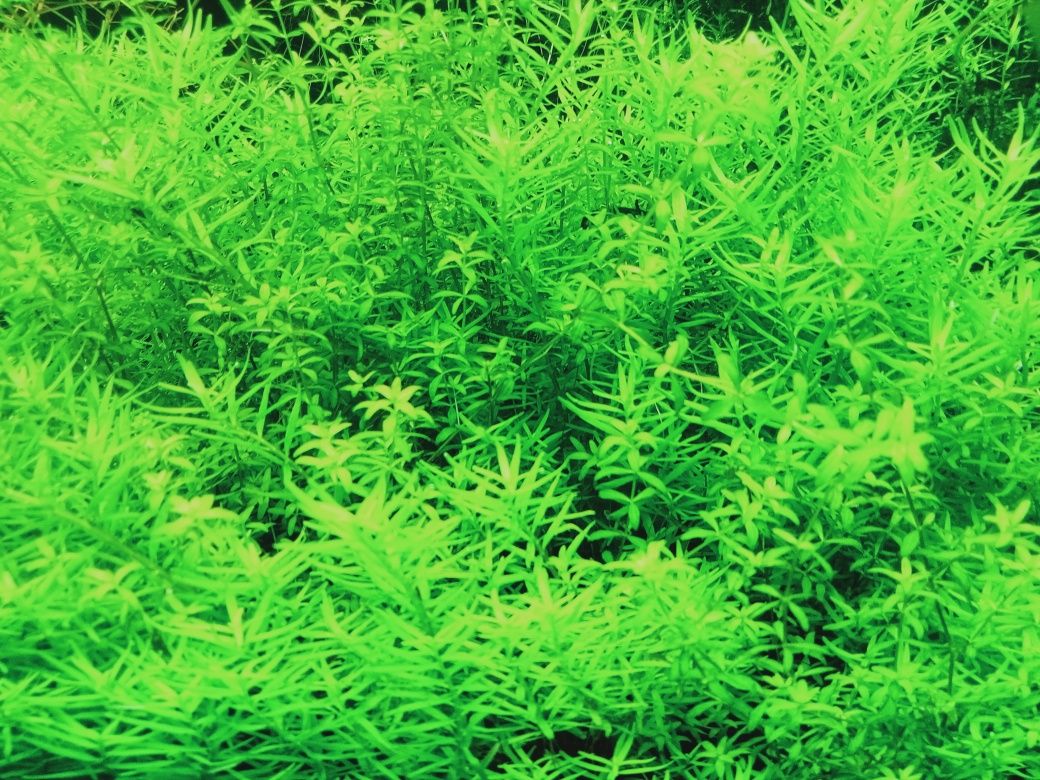 Rotala sp. green