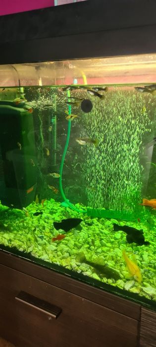 Akwarium 180l z życiem ( glupiki / pawie oczka molinezje mieczyki