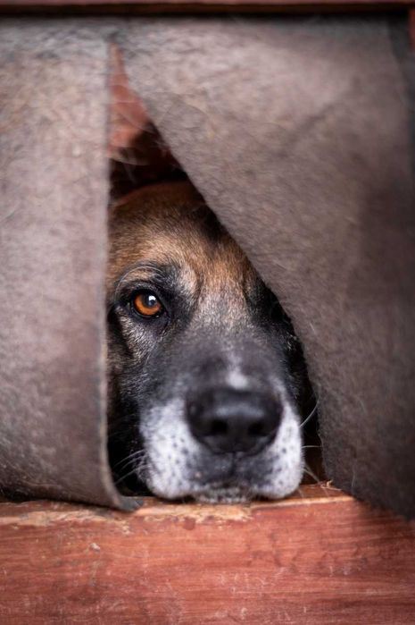 Aslan - dobry, poczciwy, łagodny gaśnie z samotności PILNIE ADOPCJA