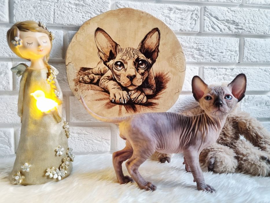 Sfinks kanadyjski Druid FPL możliwość wymiany