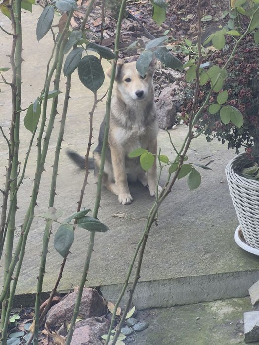 Собаки  2 дворняги