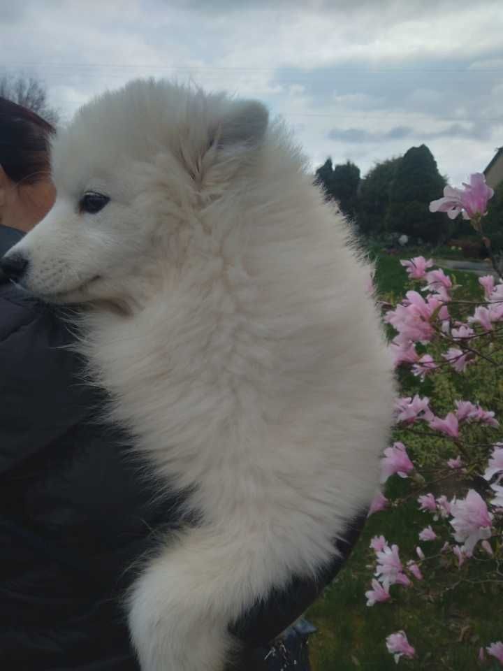 Suczka Samojed szczeniaczek