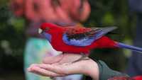 Розелла - відмінний вибір для поціновувачів і екзотичних птахів