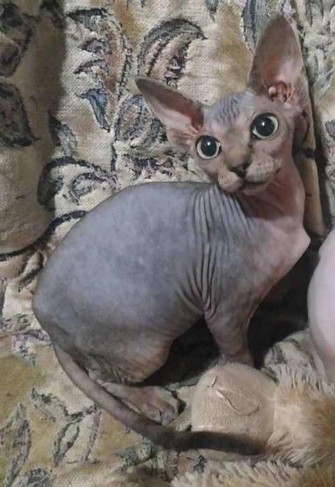 Канадські сфіксенята