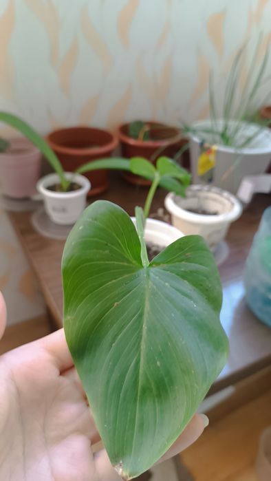 Кала красива квітка