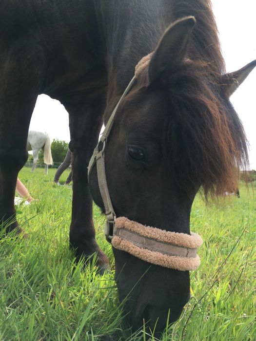 Klacz huculska 10 lat 133 cm