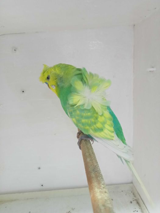 Piriquito horogromos