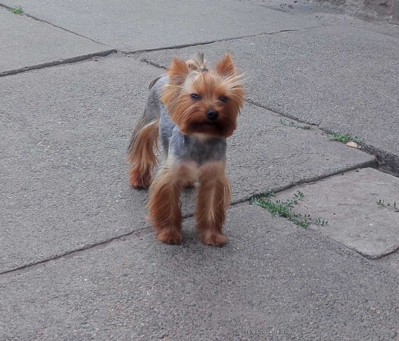 Продам Йоркширьского  тер'ера.