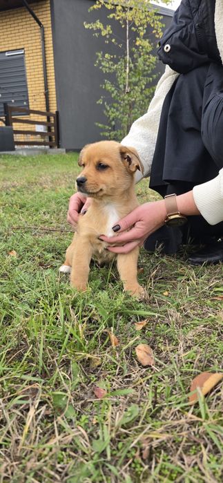 Psie dzieciątko szuka domu! Sunia 12 tygodni