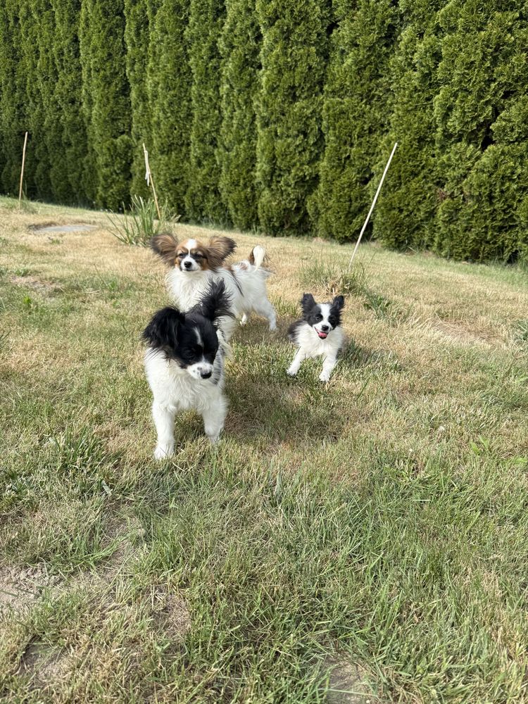 Papillon spaniel kontynentalny miniaturowy szczeniak