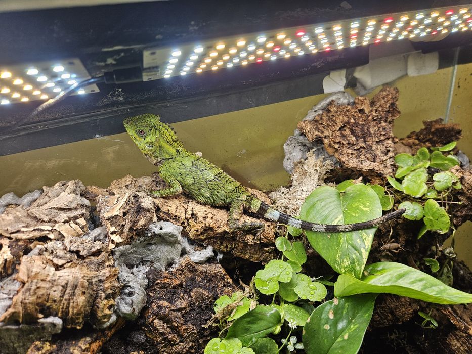 Agama kameleonowa wraz z terrarium 80x35x40