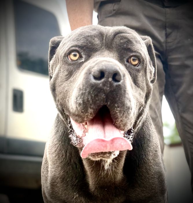 Ładny błękitny piesyk Cane Corso