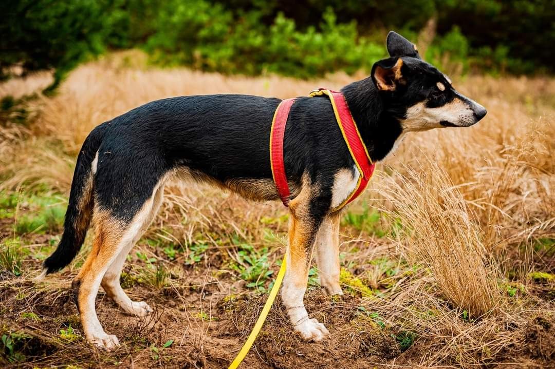 LENA - Czarna Uszatka DO ADOPCJI