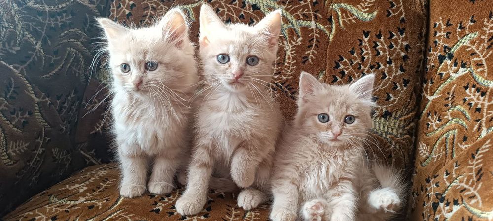 Відам кошенят в добрі руки