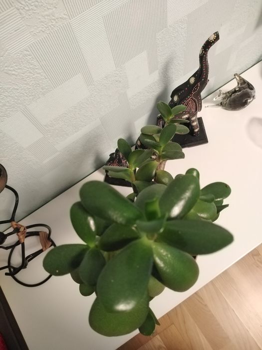 Крассула, Толстянка, Денежное дерево