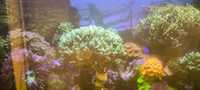 Seriatopora koralowiec akwarium morskie XL