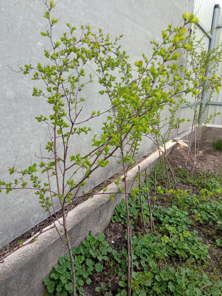 Продам кустики Спиреи или "Невеста"