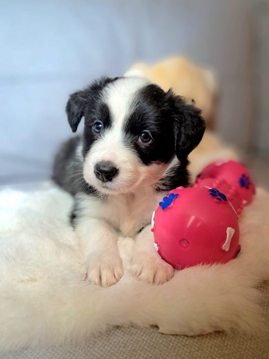 Śliczna cuczka Border Collie.ELZA