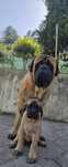 Mastiff inglês disponível
