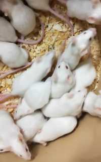 Myszy i szczury w każdym rozmiarze mrożone i żywe