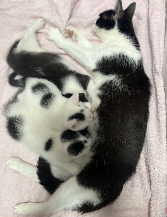 Szukamy domu tymczasowego dla kotki i jej maluszków.