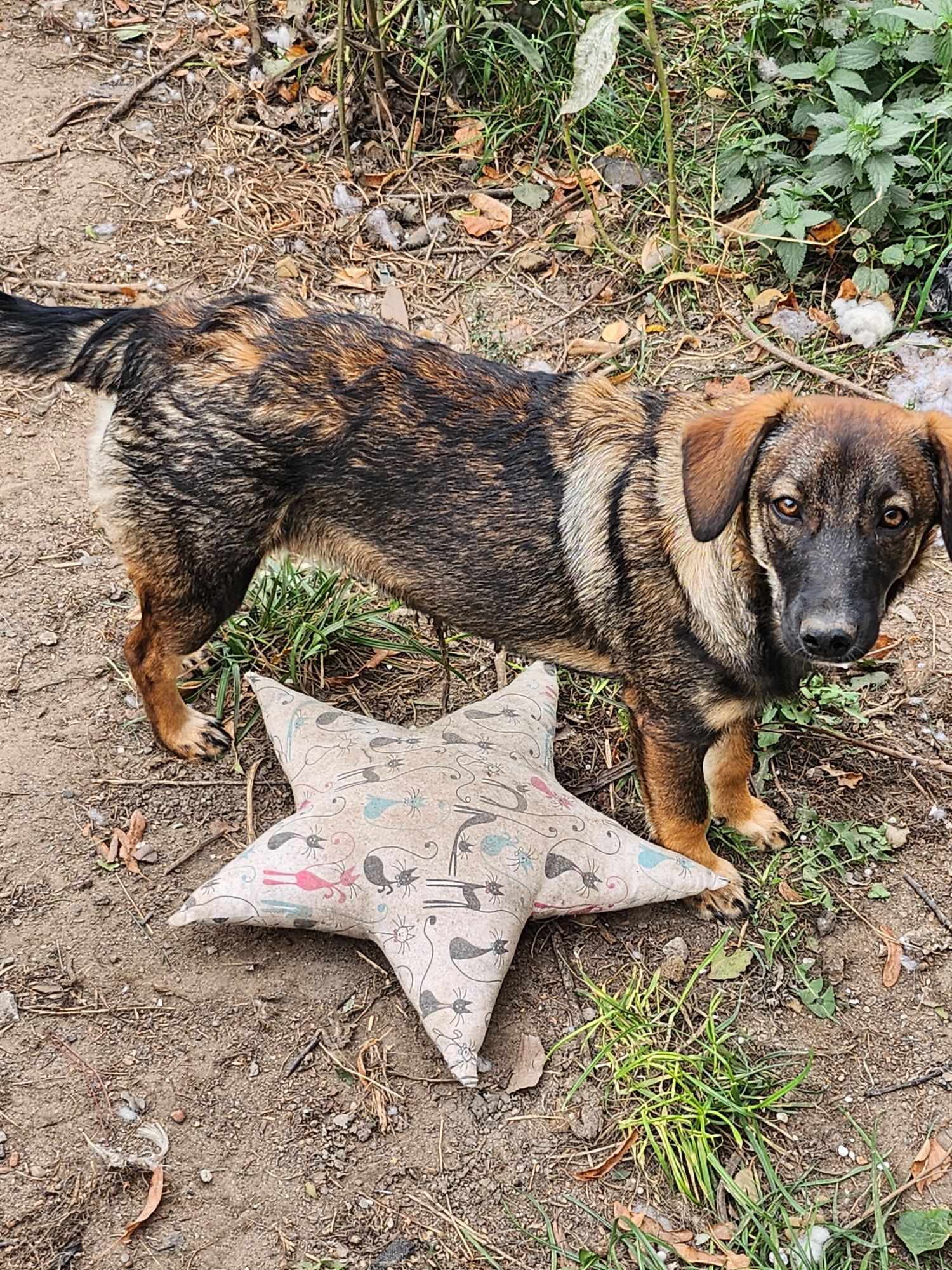 Milka ok roczna sunia szuka kochajacej rodziny !!!