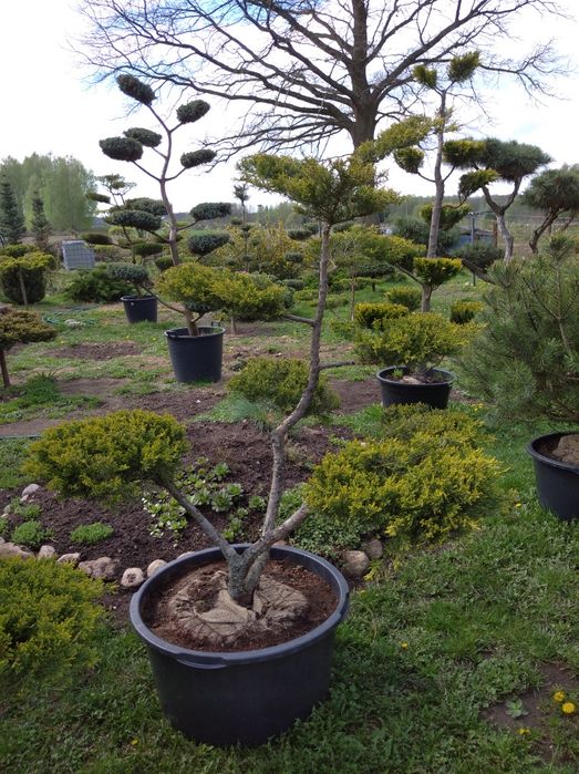 Bonsai Niwaki Jałowiec Formowany