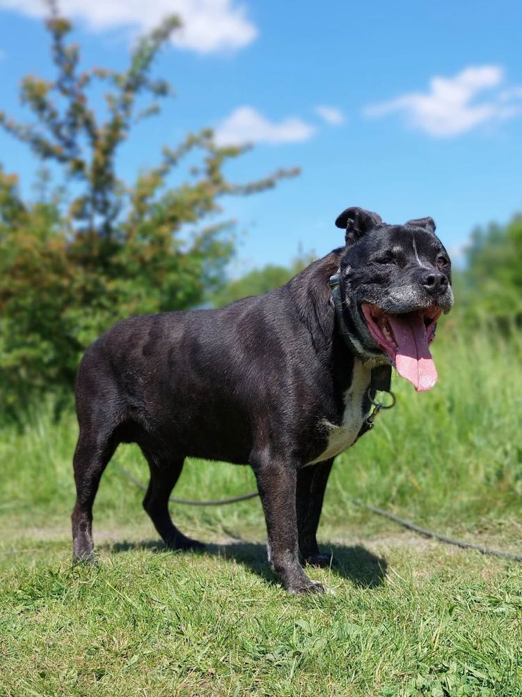 Szejk starszy amstaff