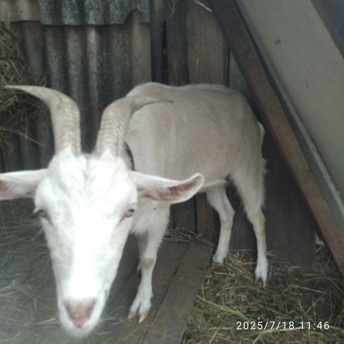 Козочек разного возраста