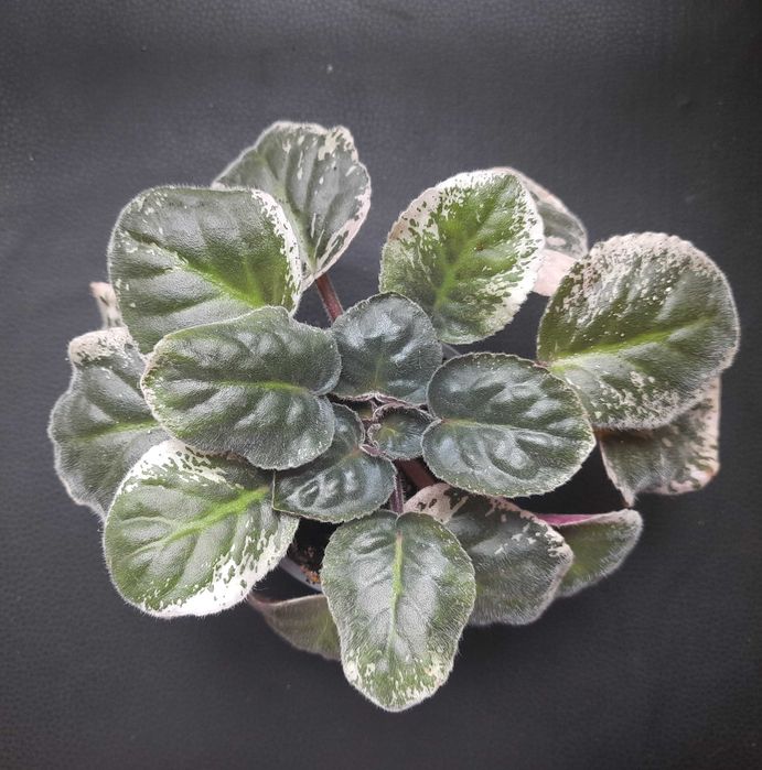 Доросла сортова фіалка. Зацвітає