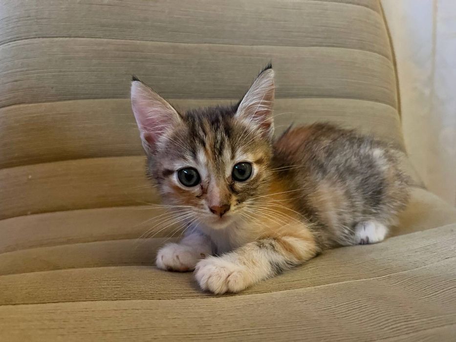 Дівчинка кошеня киця трьохмасна, мама мейнкун