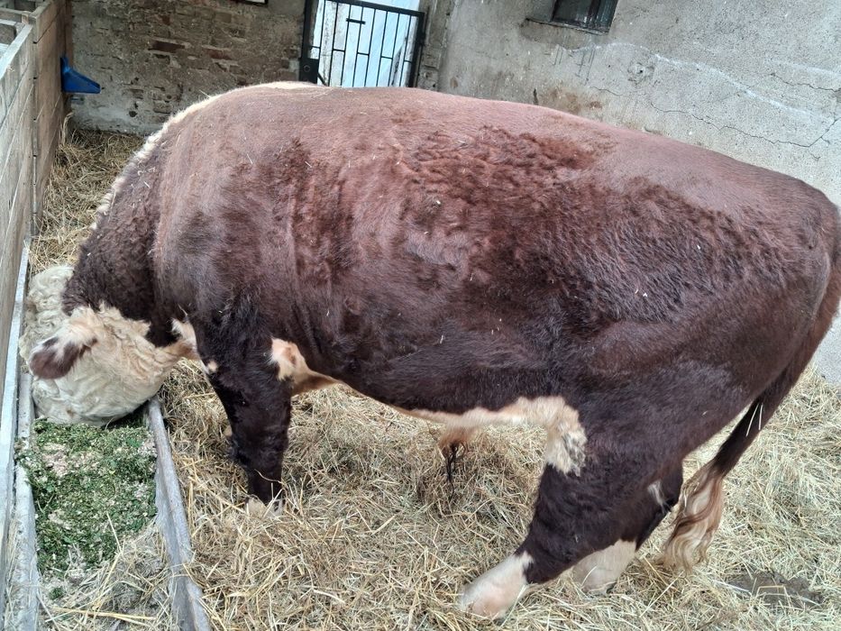 Sprzedam Byka Hereford