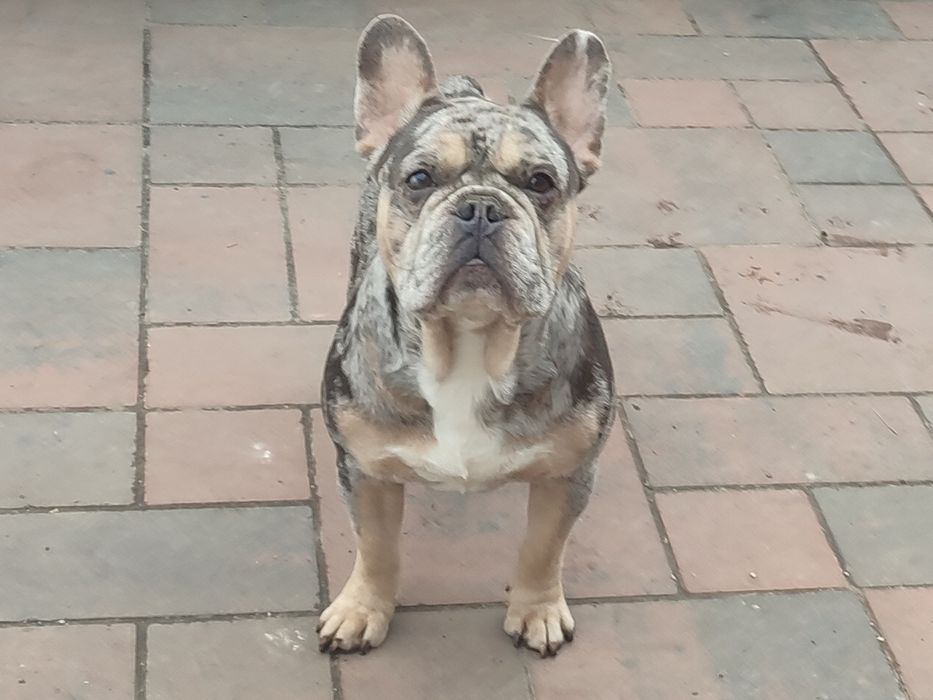 Вязка французский бульдог