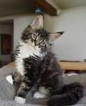 Kocurek Maine Coon