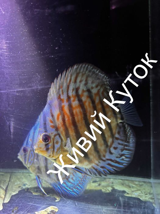 Продаж дискусів власного розведення