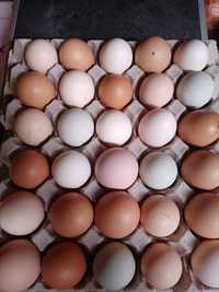 Ovos caseiros de galinha biológicos galados para consumo ou incubação