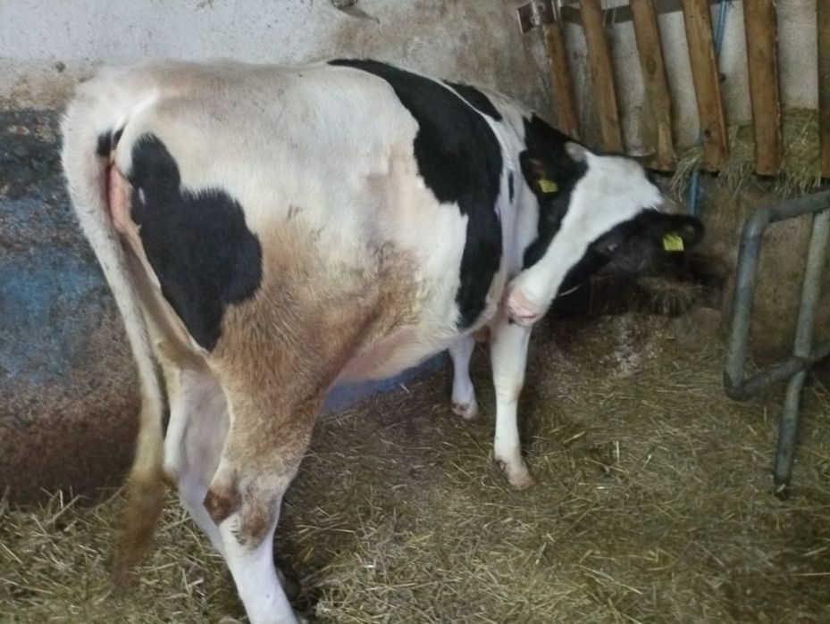 Sprzedam jałówke .