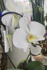 Біла орхідея адаптовна