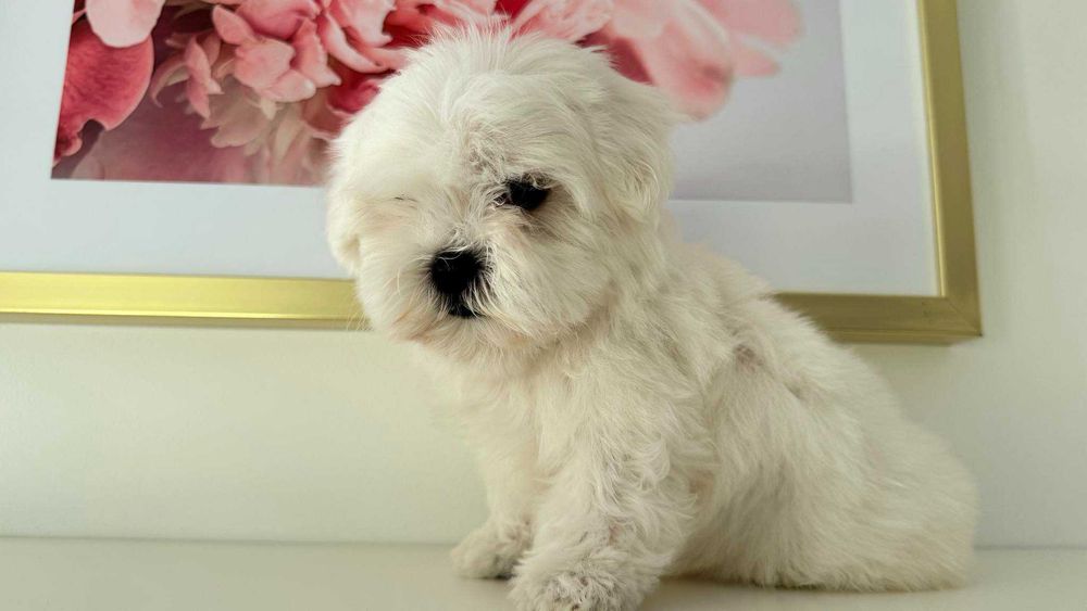 Maltańczyk Piękny Piesek. Czysto biały. Do odbioru.