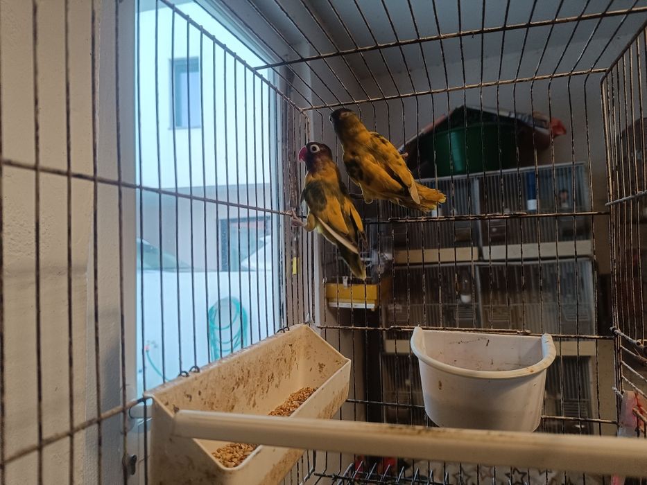 Personatas para venda