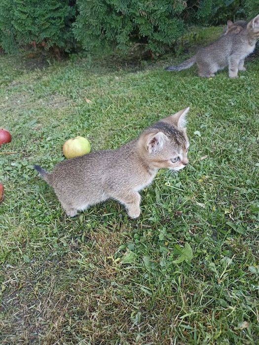 Кошеня шотландської шиншили