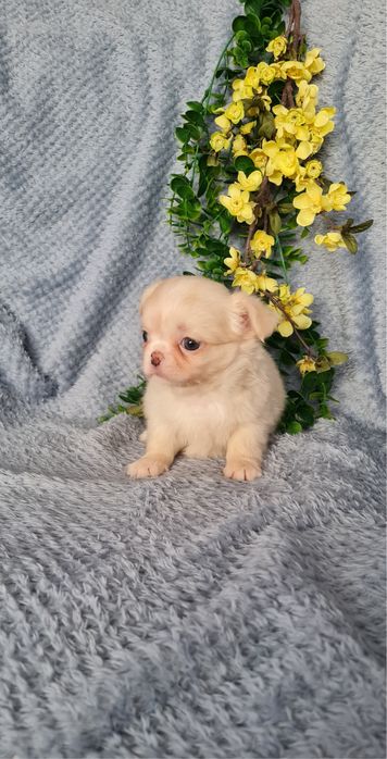 Excelente mini menina pelo longo Chihuahua/Chiuaua de Qualidade
