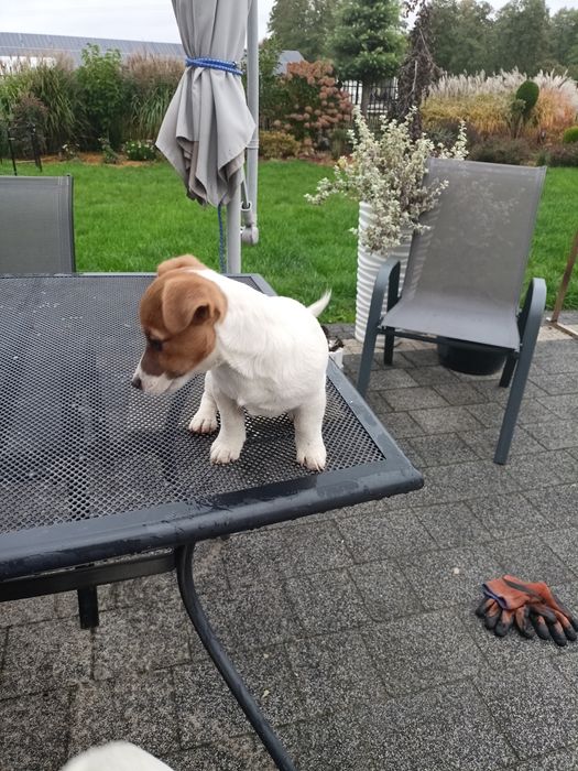 Jack Russell Terrier ZkwP FCI