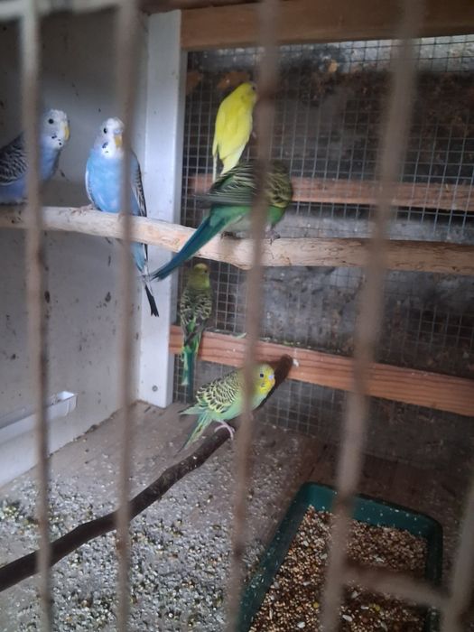 Periquitos australianos