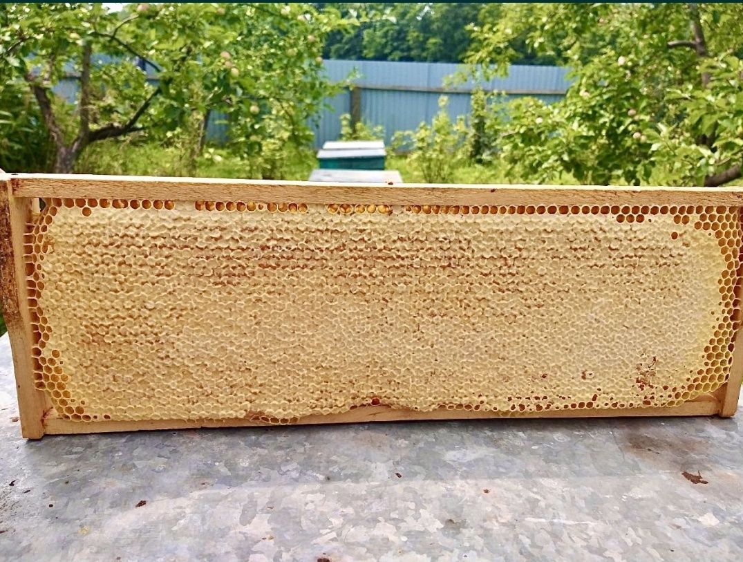 Продам Мед кареандровий,майское разнотравье опт/розница от 120 грн